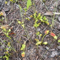 venus flytrap